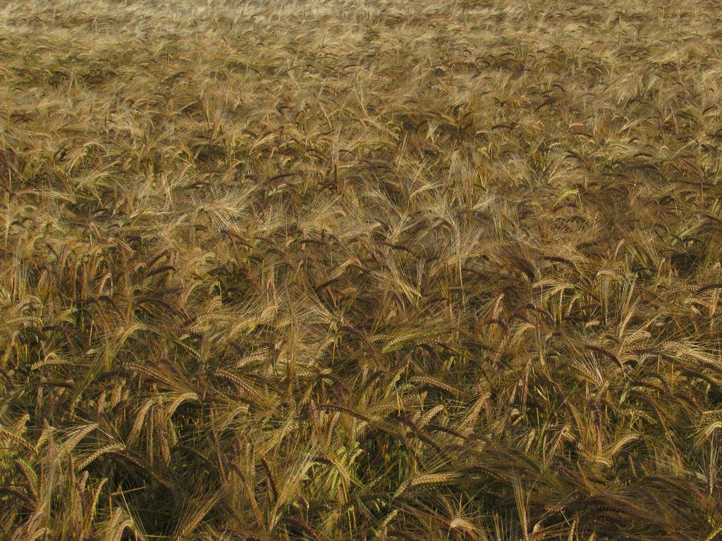 grain