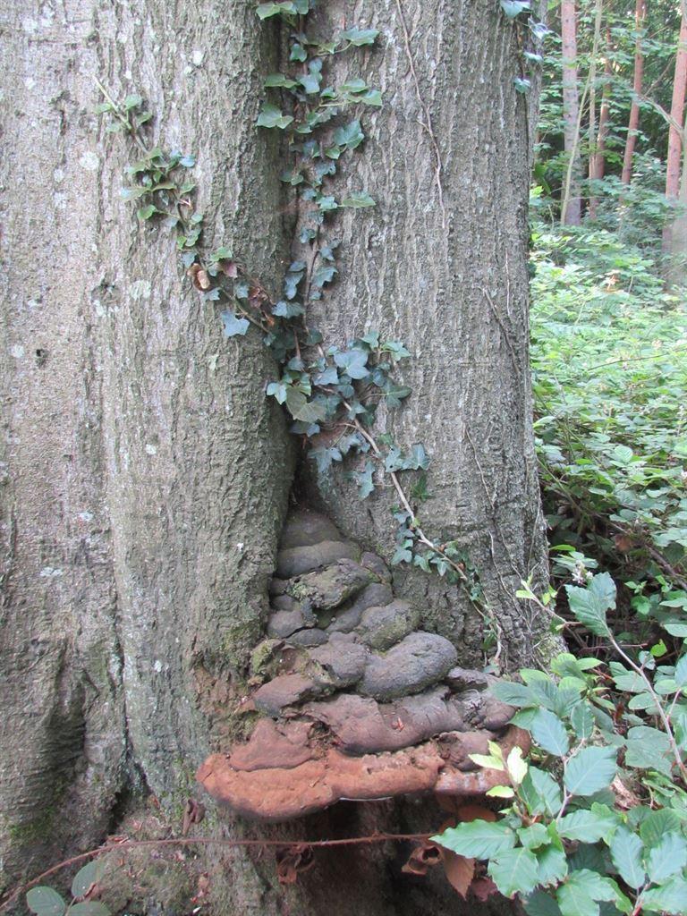 fungus