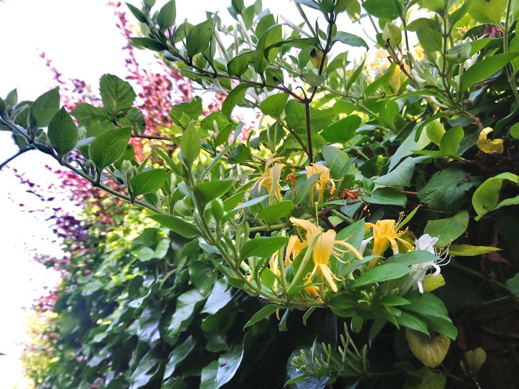 honeysuckle