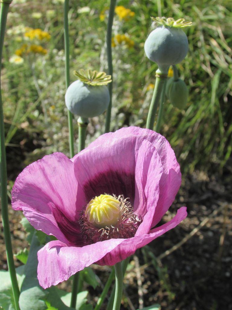 poppy