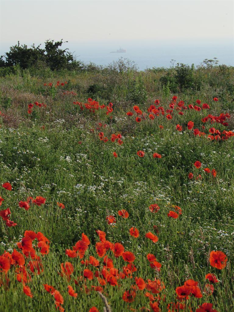 sea&poppies