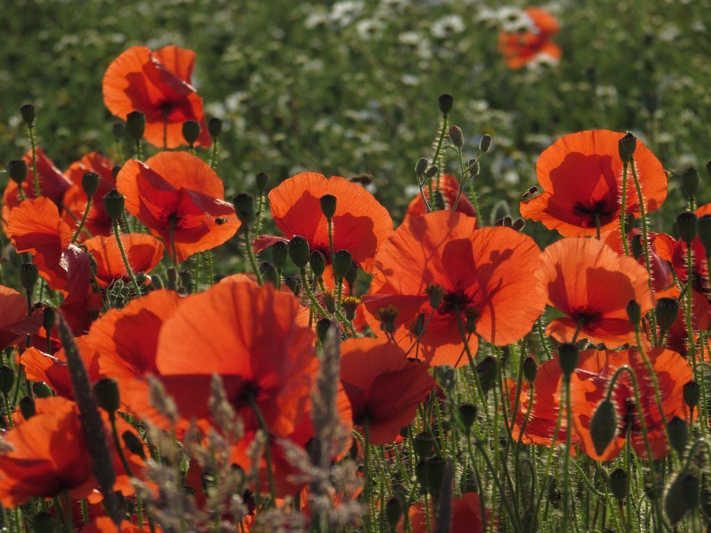 shadows&poppies