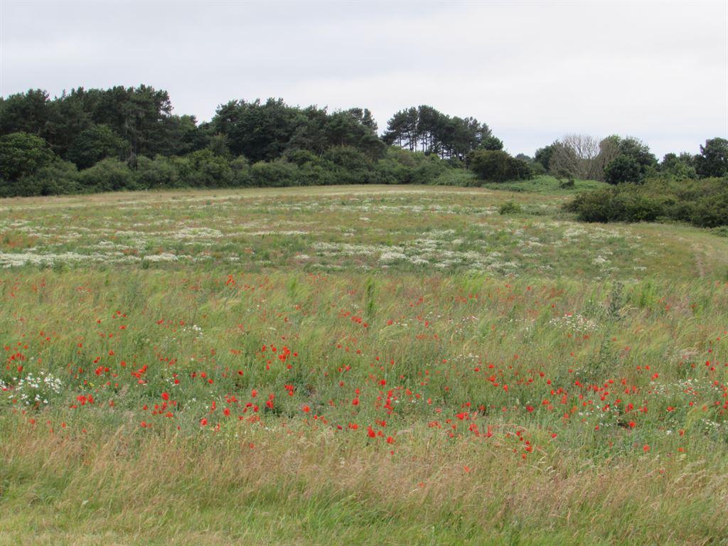 meadow