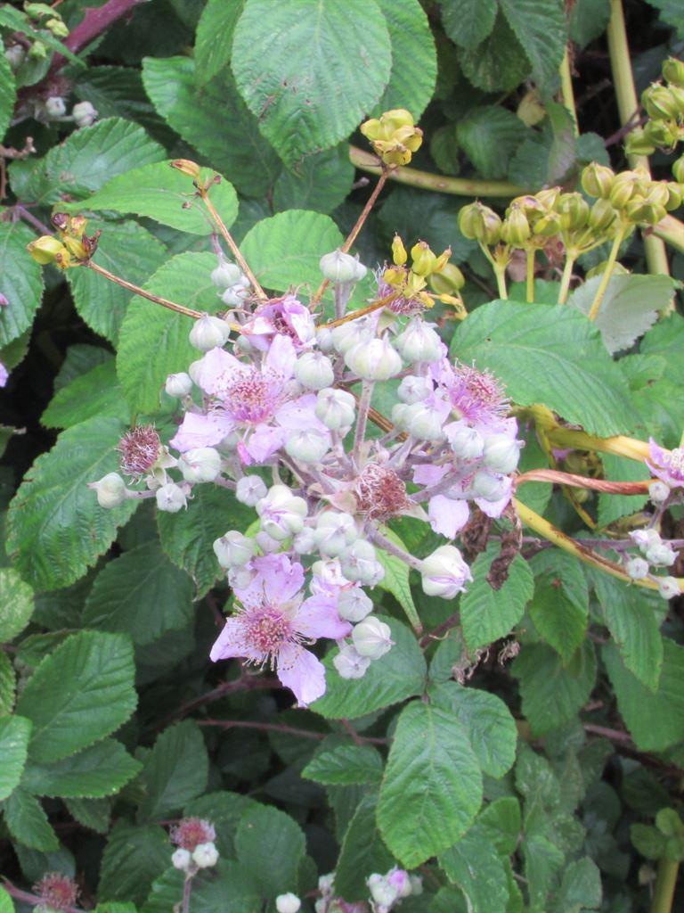 brambles