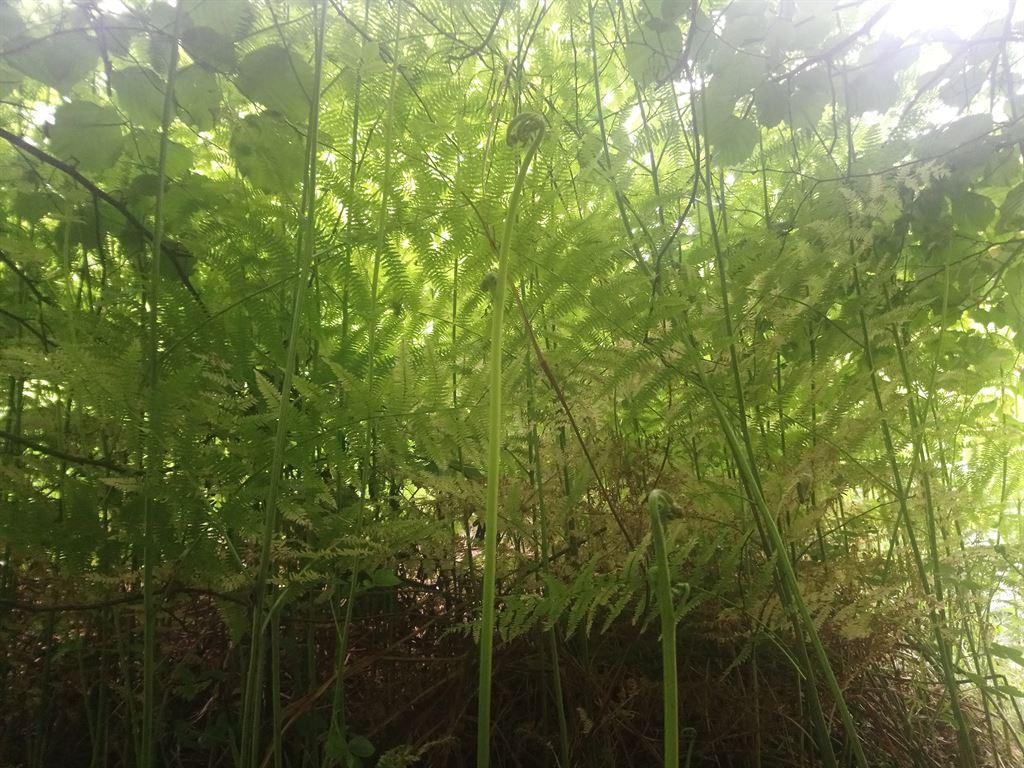jungle