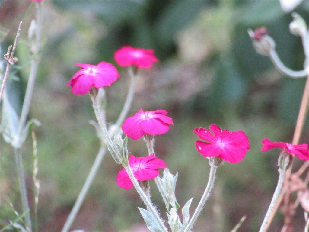 pinkflowers