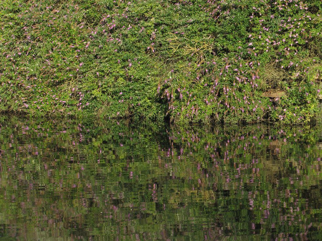 reflex