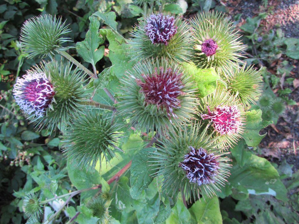 pompoms