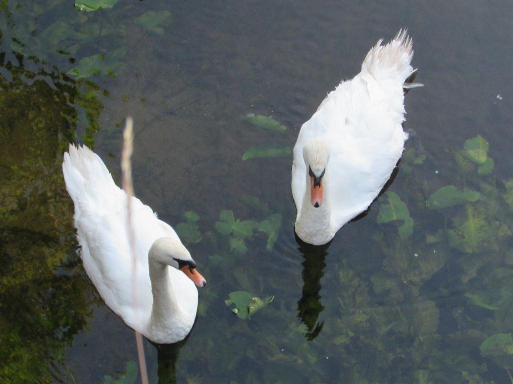 swans