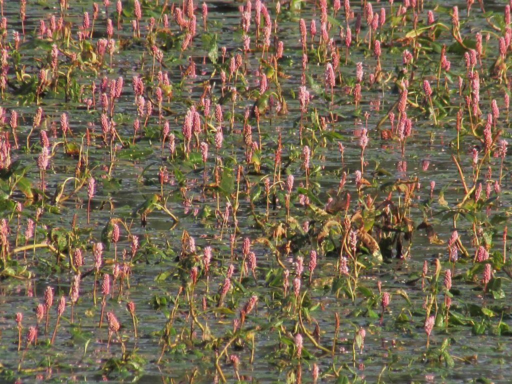 pinkflowers