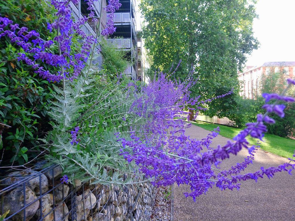 riverbank