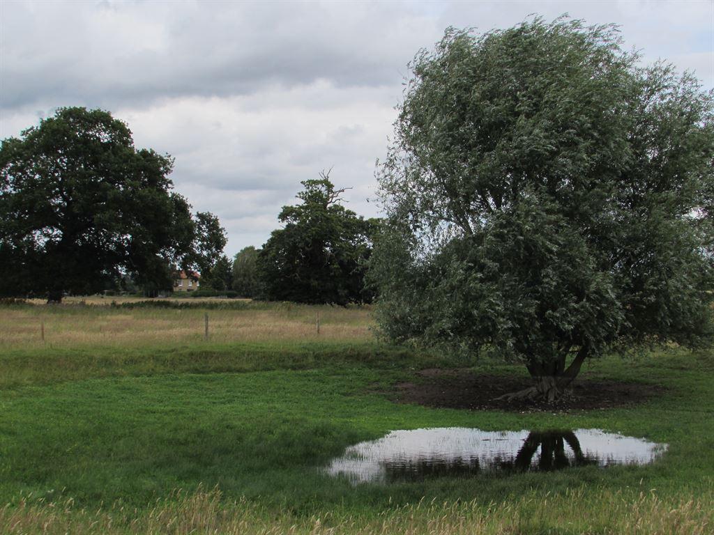 pond