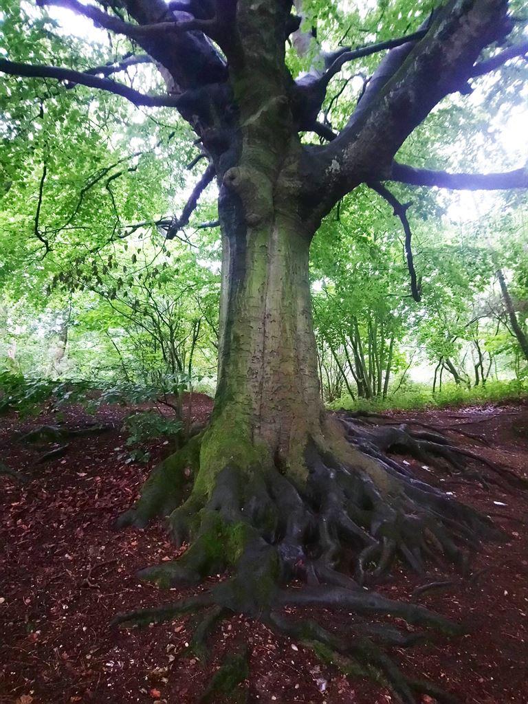 tree