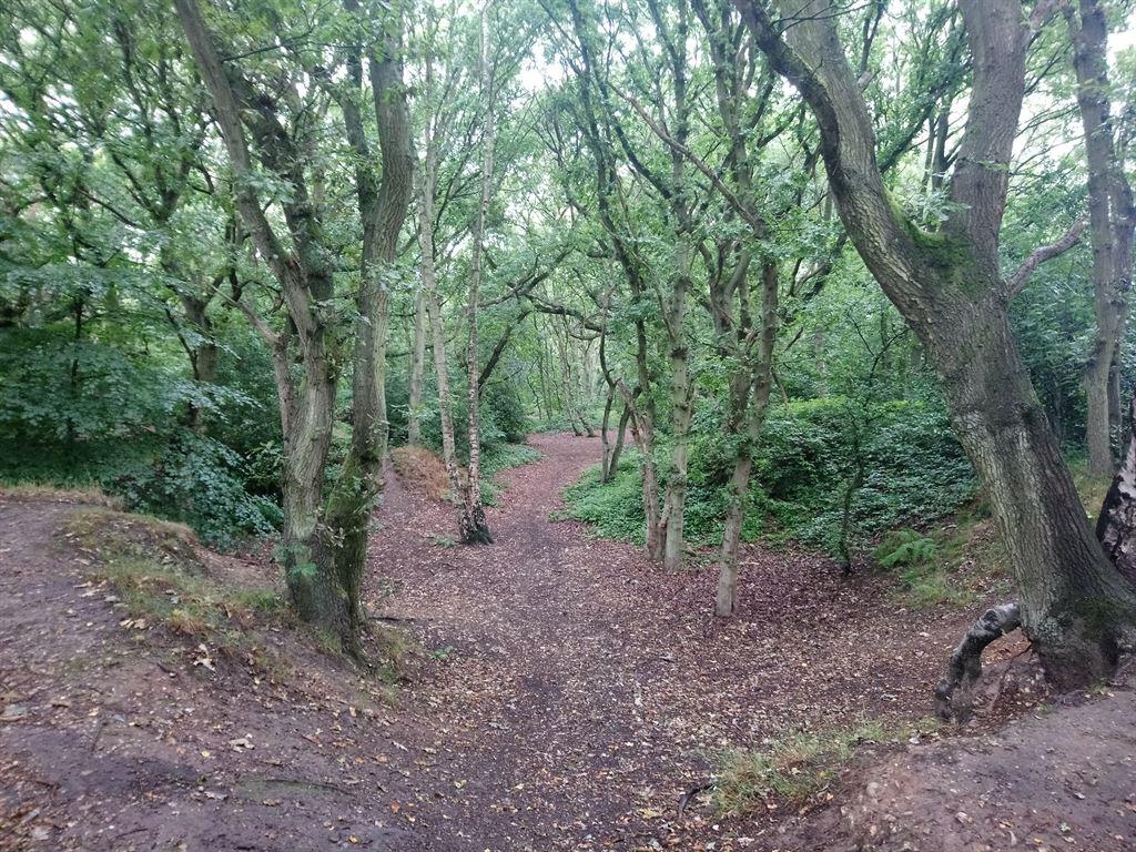 trees