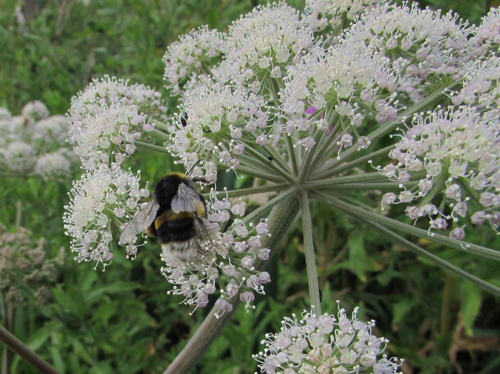 bee