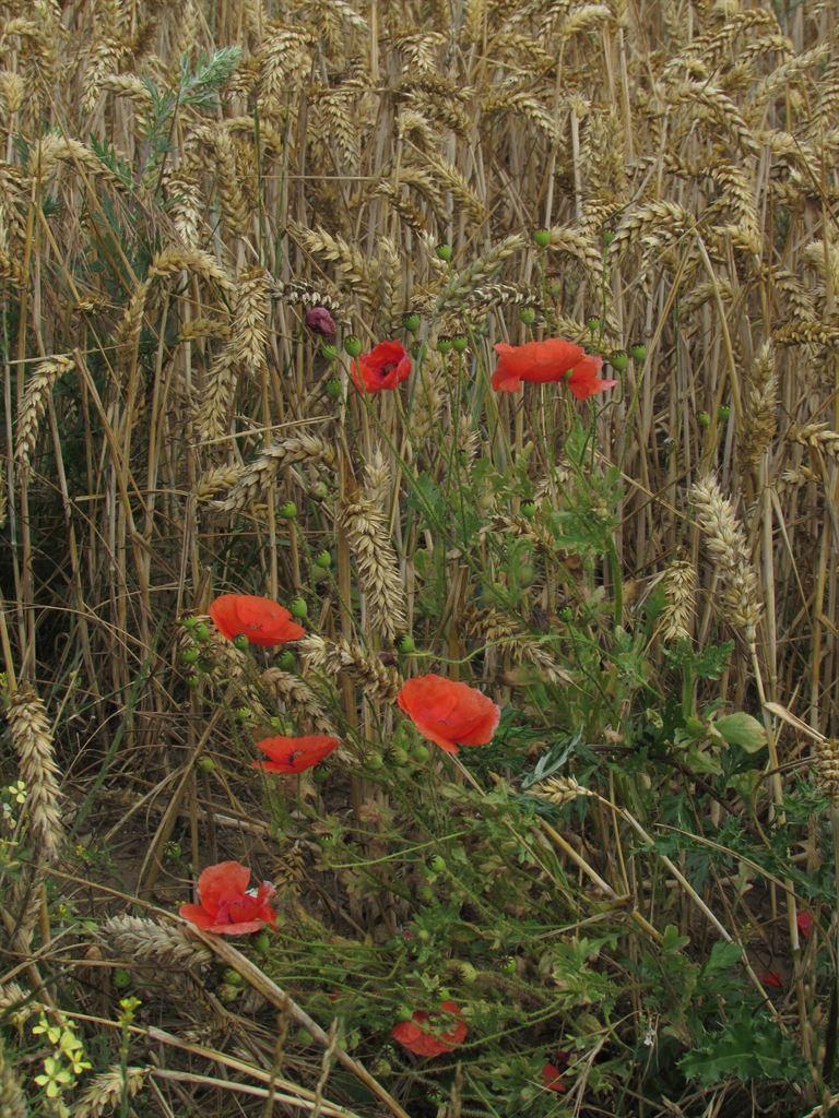 poppies