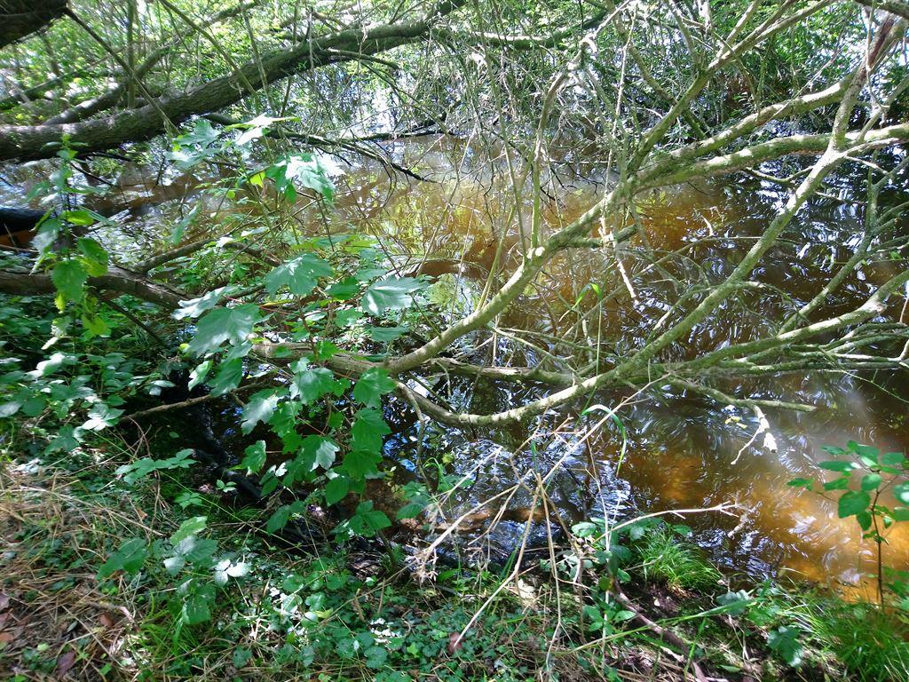 riverbank