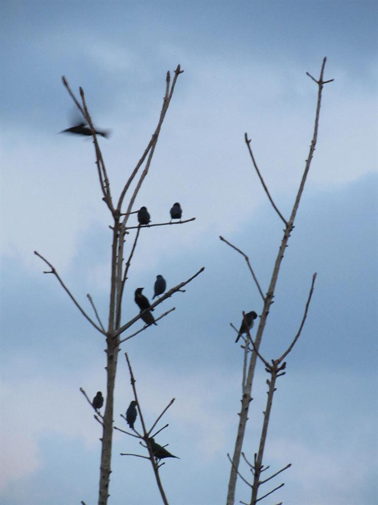 birds