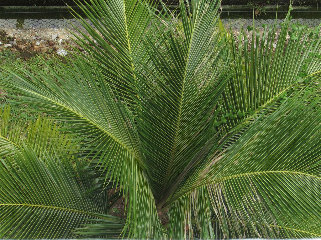 palm