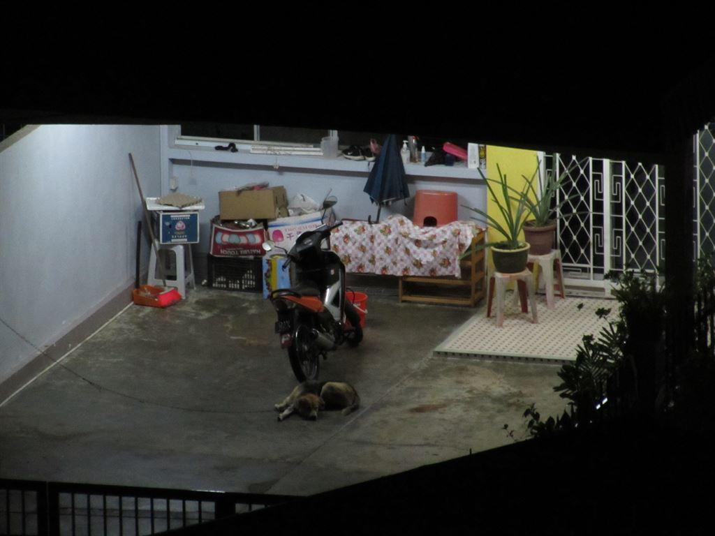 bike&dog
