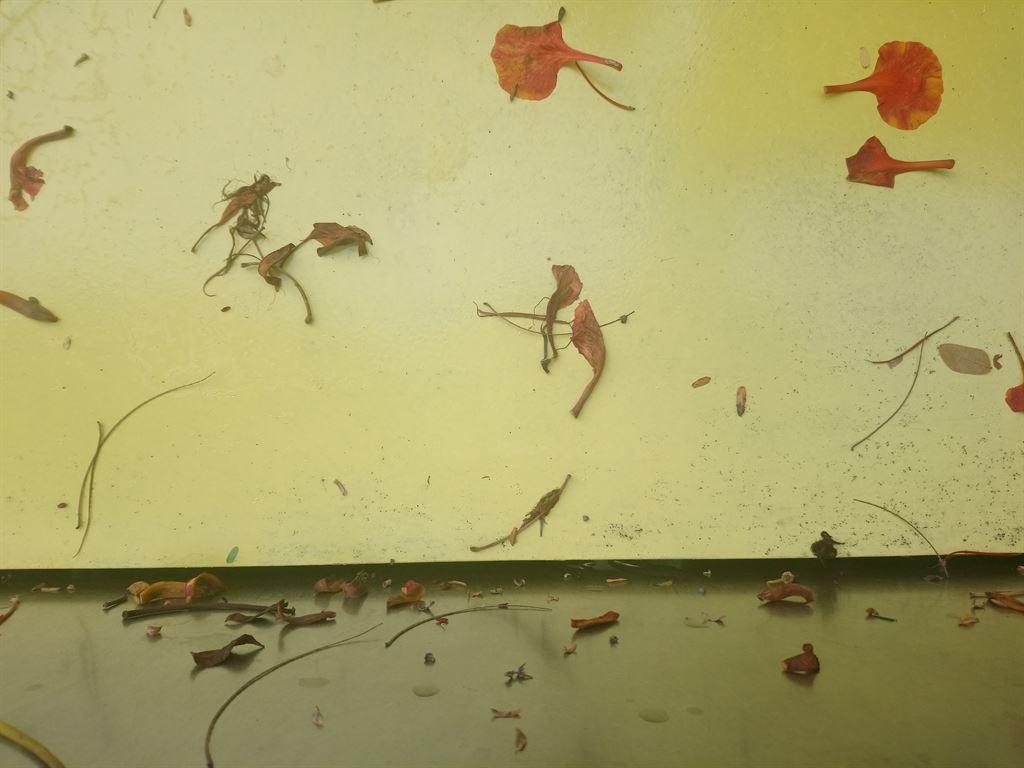 leaves