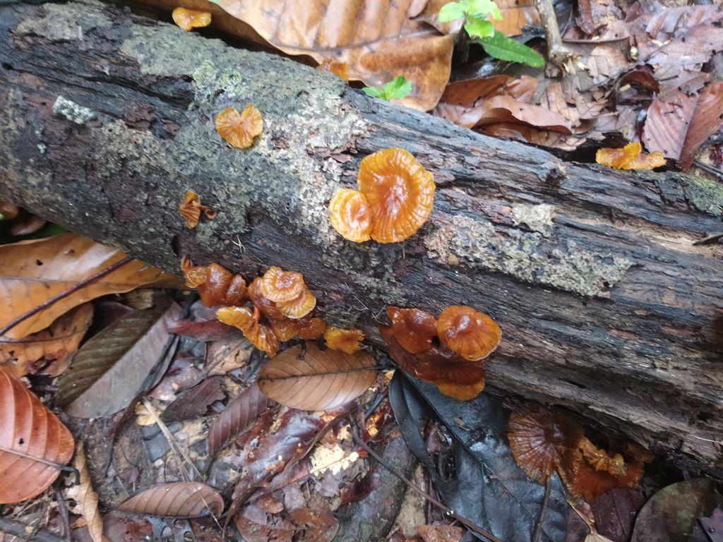 shrooms1