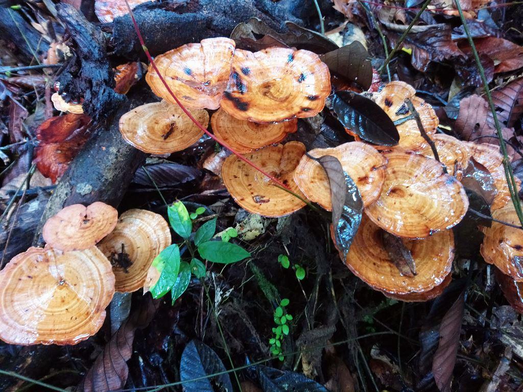shrooms2