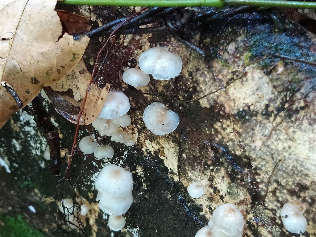 shrooms3