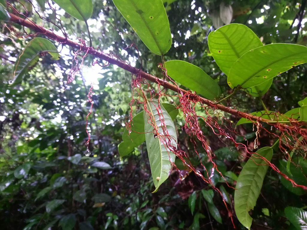 drops