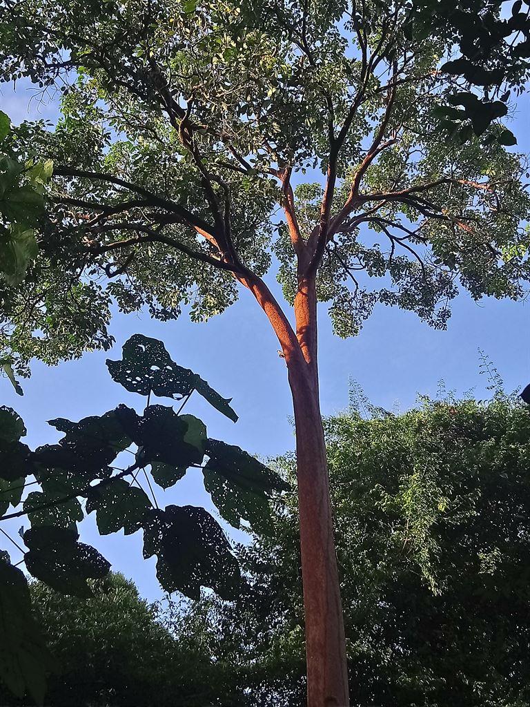 littree