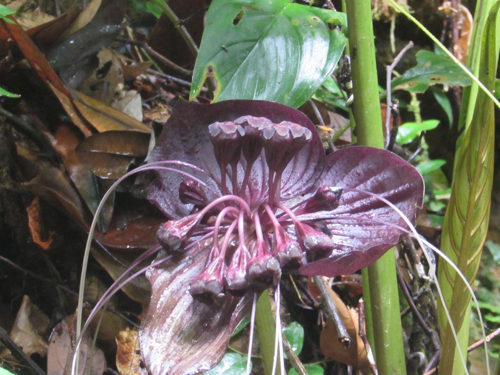 plant