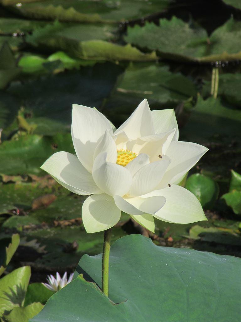 lily1