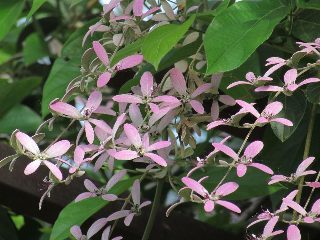 flowers1