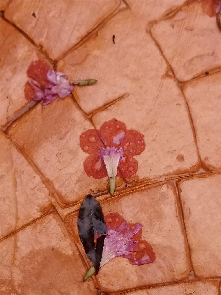 pavement1