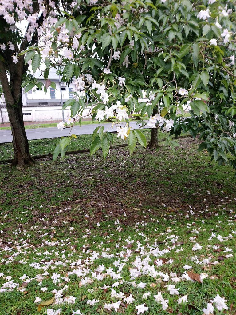 whiteflowers