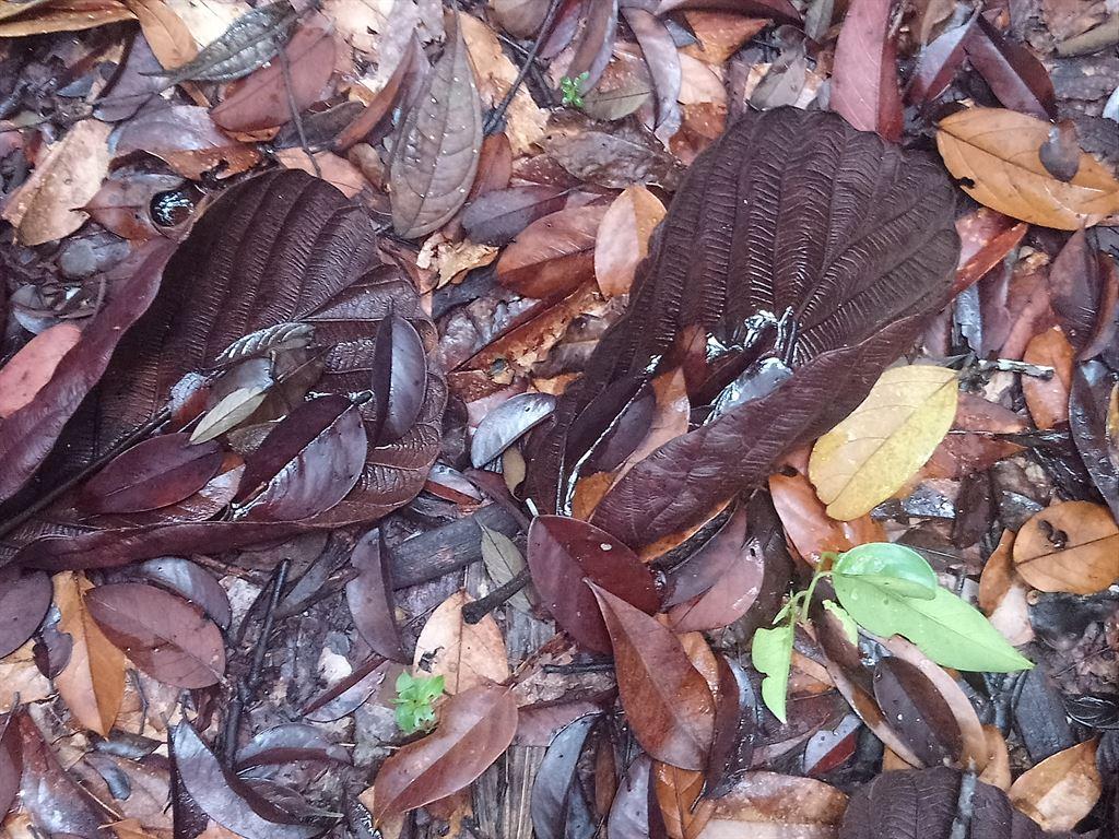 leaves1