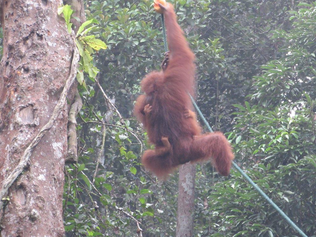 babymonkey1