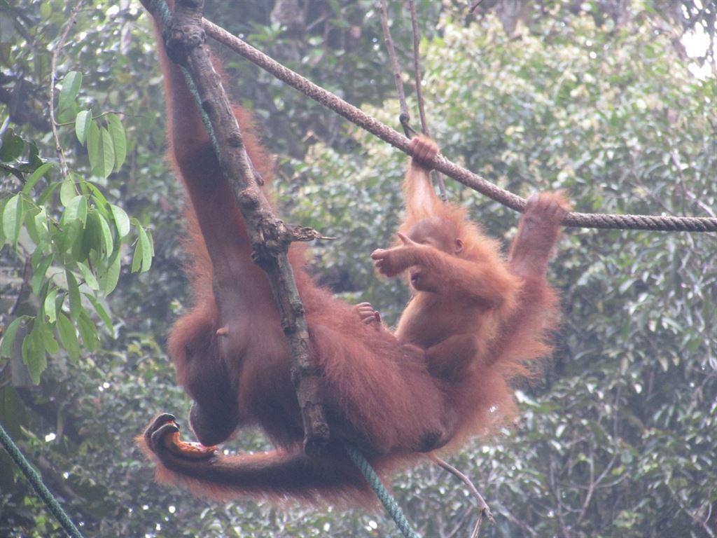 babymonkey2