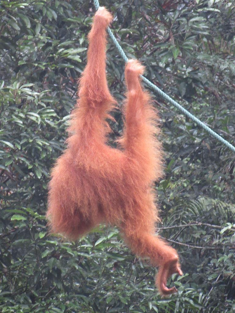 acrobat3