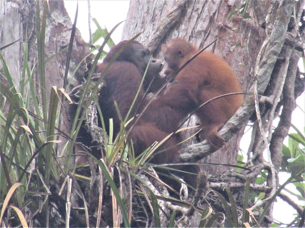 nest1