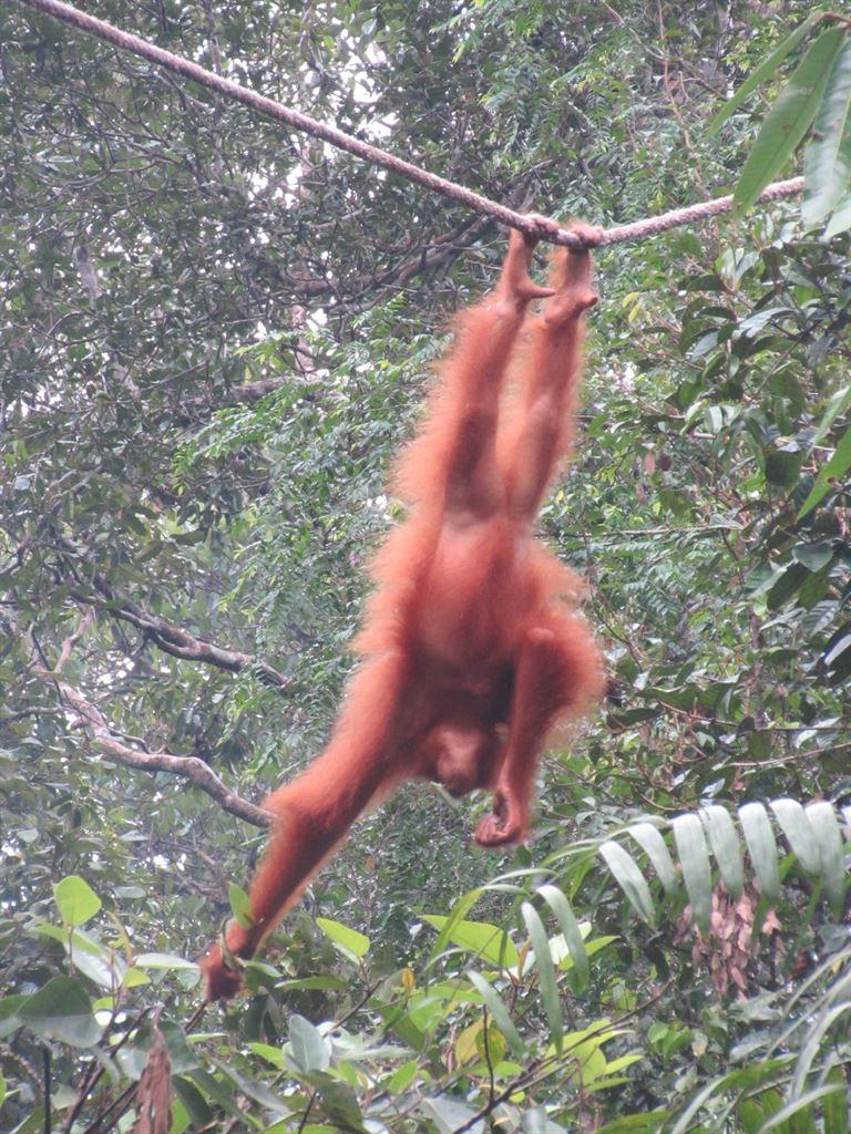 acrobat5