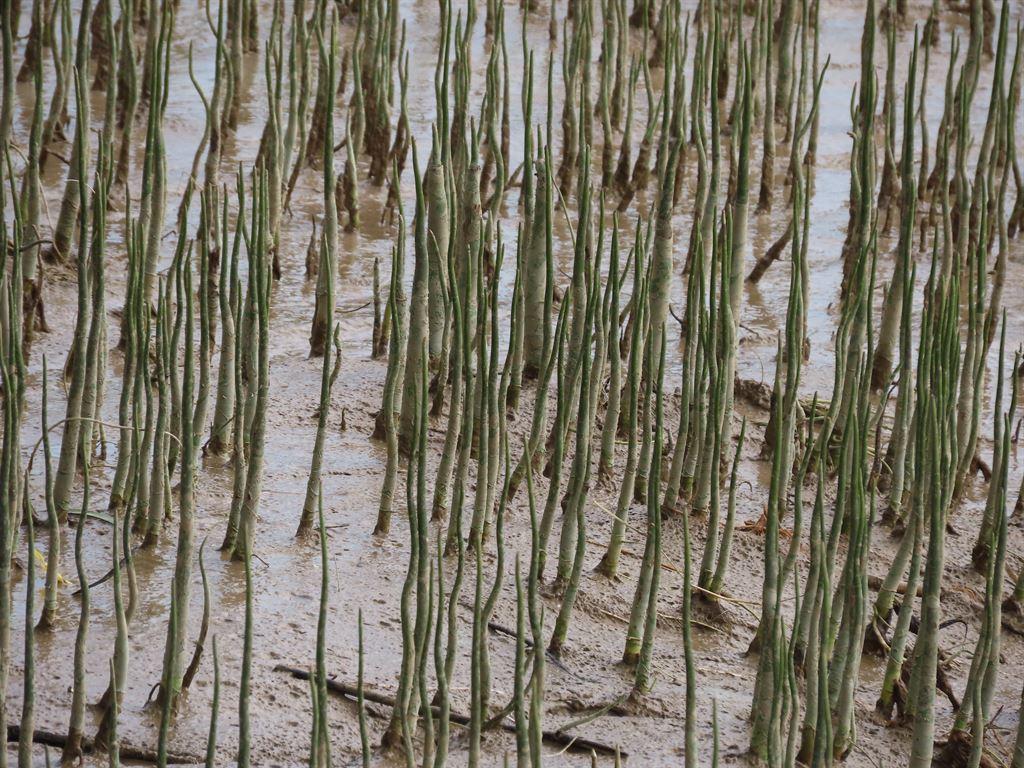 mangroves
