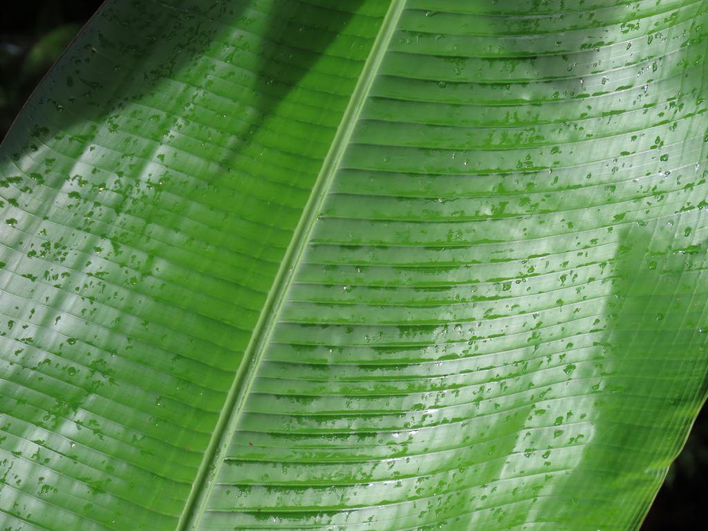 bananaleaf
