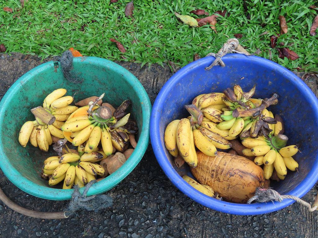 fruit