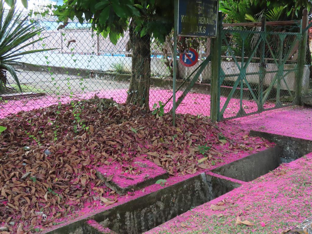 pink1