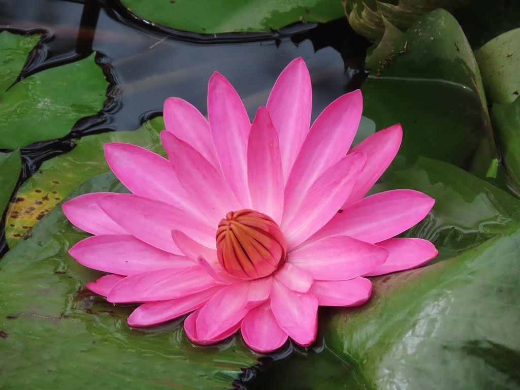 lily