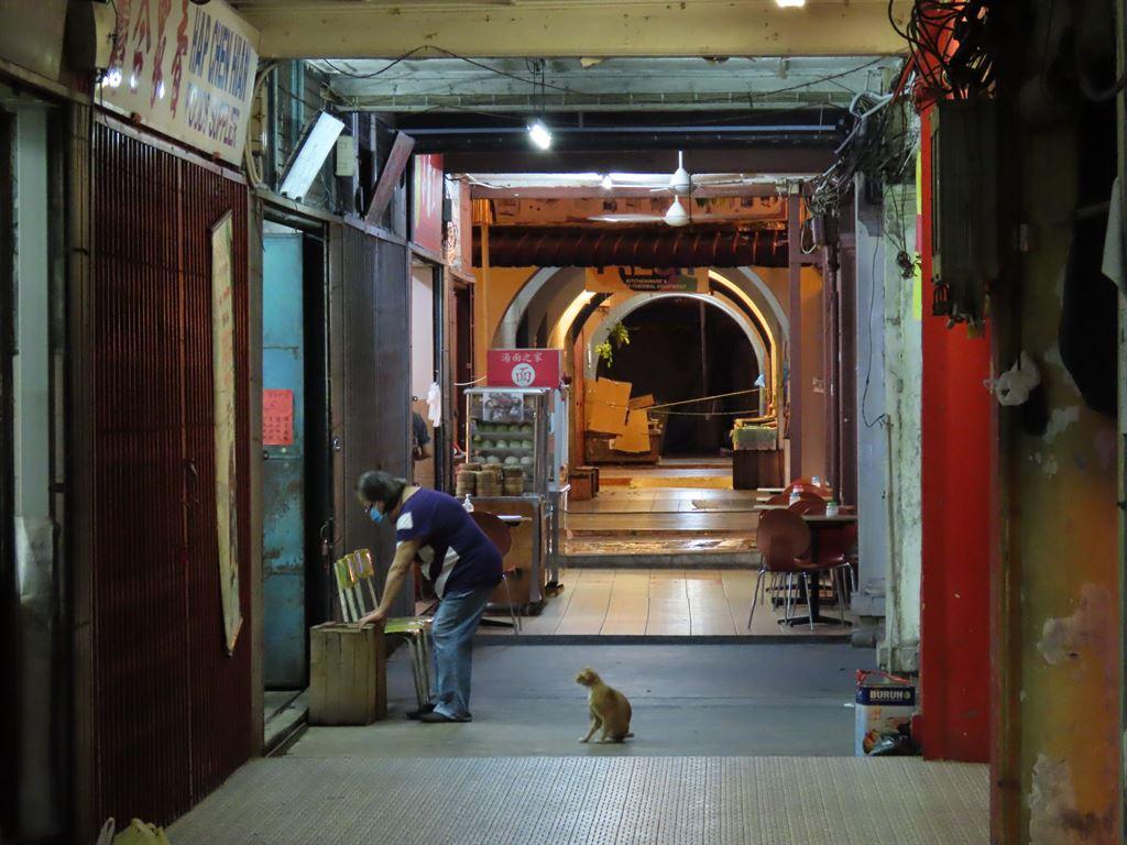 cat