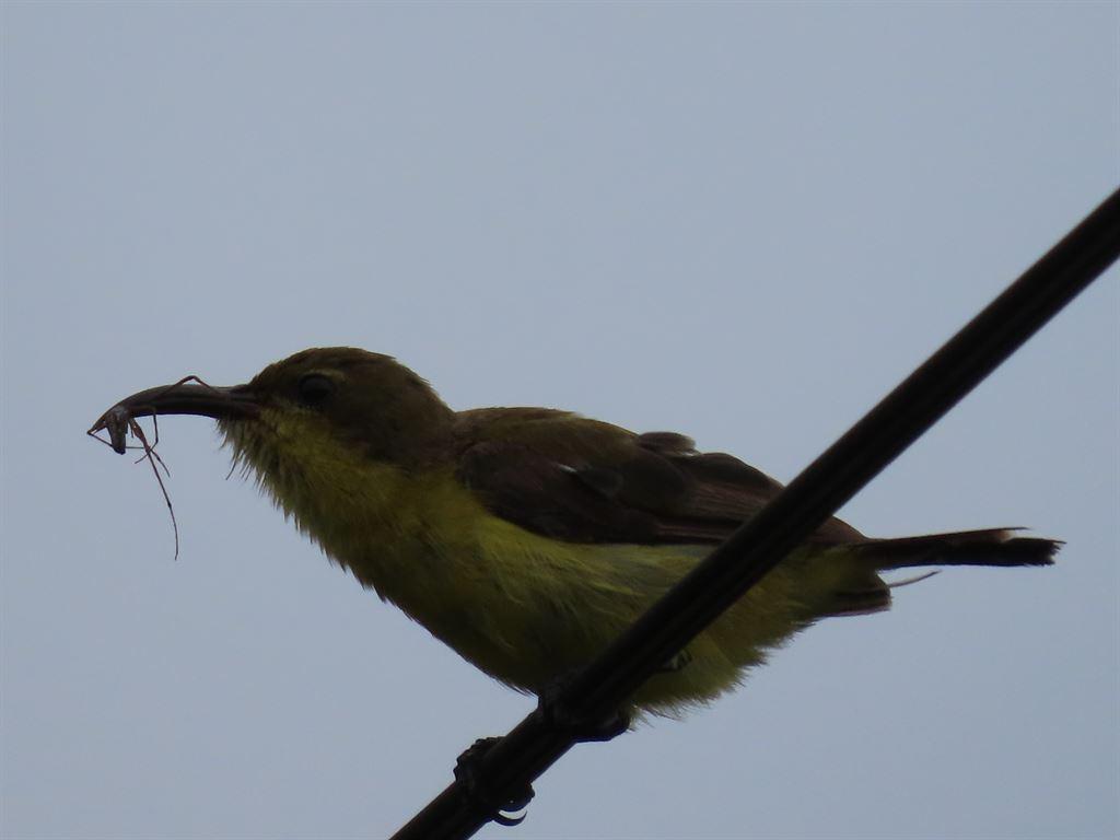 bird