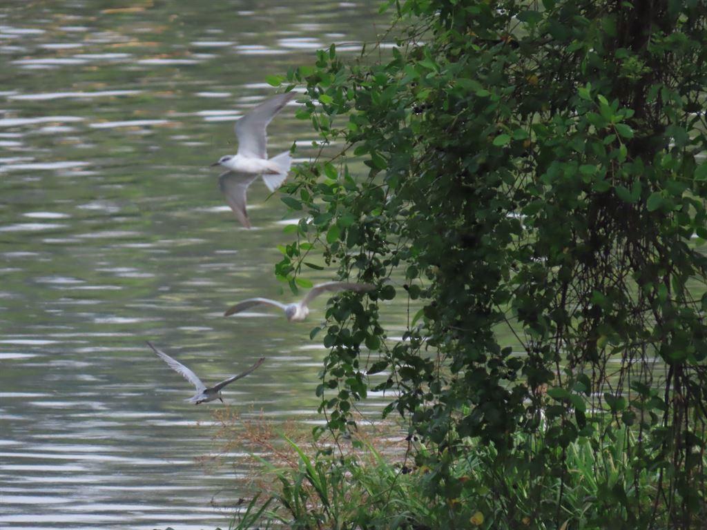 terns1