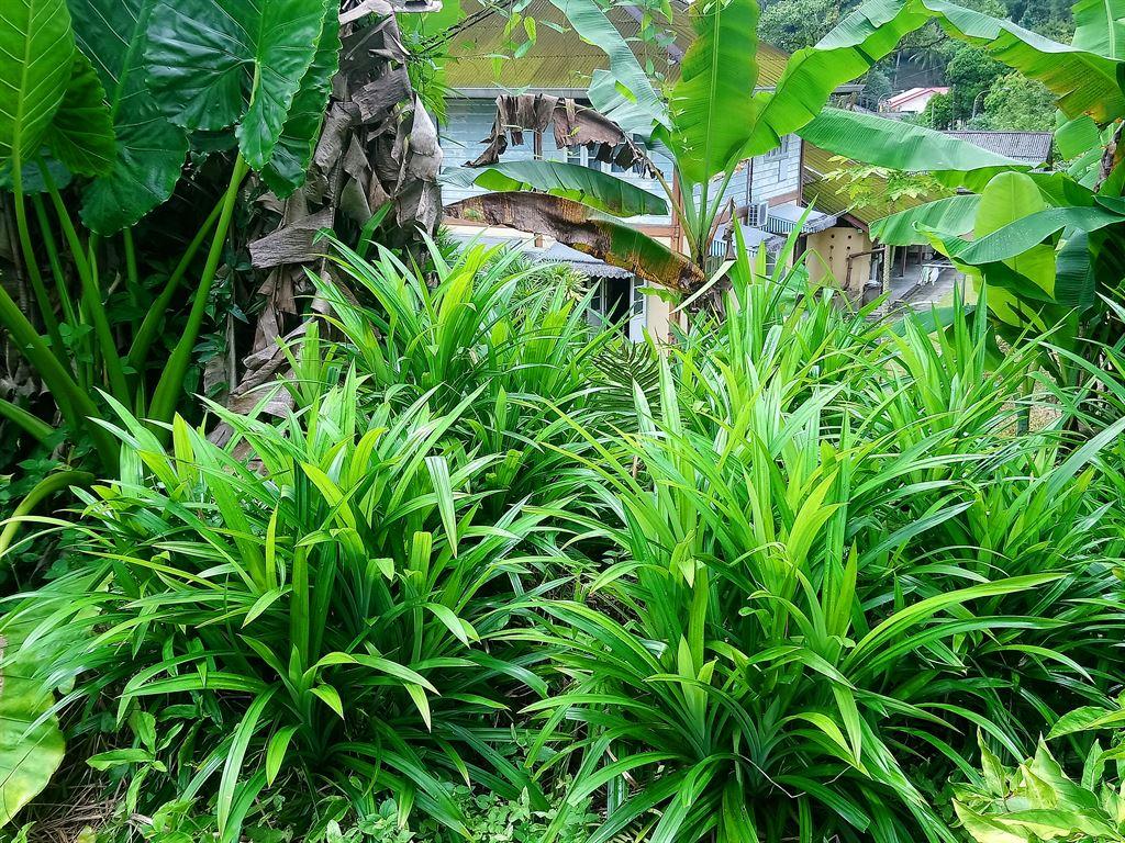 pandan